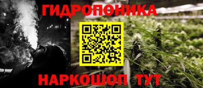 крисы Кингисепп